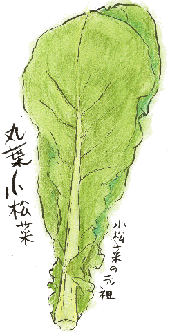 丸葉小松菜